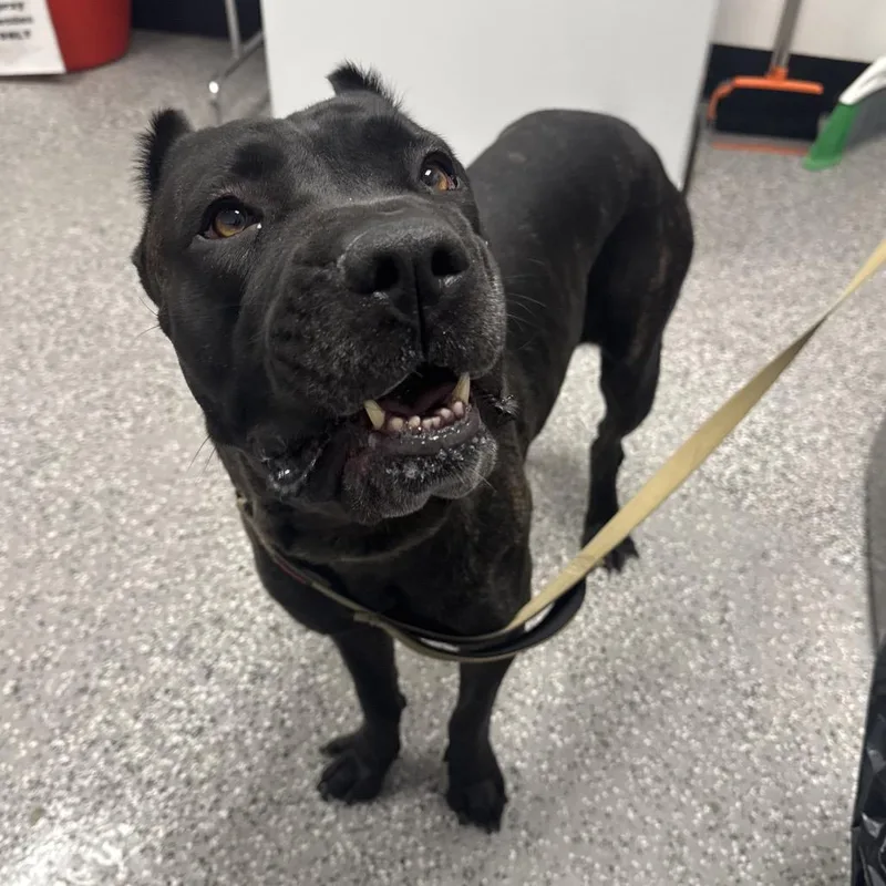An adult large-sized female Black Cane Corso dog named Stella for adoption in Henderson, NV