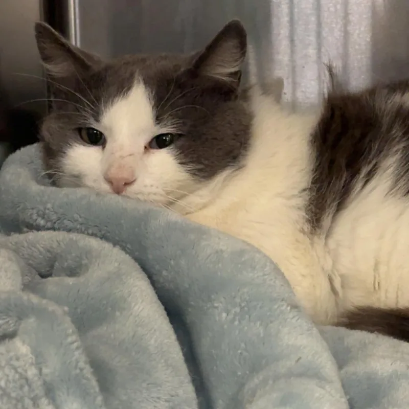 An adult medium-sized male Gray / Blue / Silver Domestic Short Hair cat named Derp for adoption in Lakewood, CO
