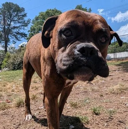 Meatball
