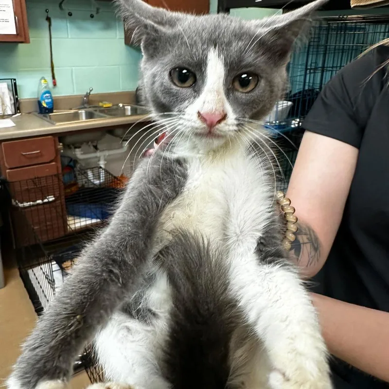A young medium-sized female Gray / Blue / Silver Domestic Short Hair cat named Lancelot for adoption in Gadsden, AL