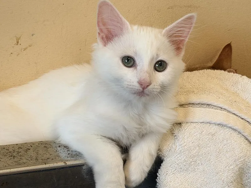 A baby small-sized female White Domestic Short Hair cat named Shania for adoption in Powder Springs, GA