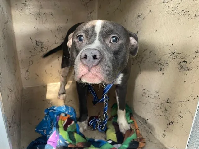 An adult large-sized male Mixed Breed dog named Chunker for adoption in West Palm Beach, FL
