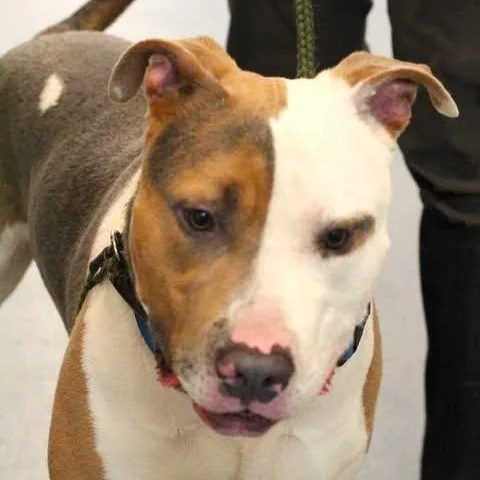 An adult large-sized male Pit Bull Terrier dog named Joseph for adoption in Fredericksburg, VA