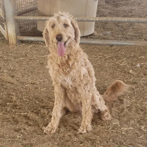 An adult medium-sized female Yellow / Tan / Blond / Fawn Labradoodle dog named Bonnie for adoption in Phoenix, AZ