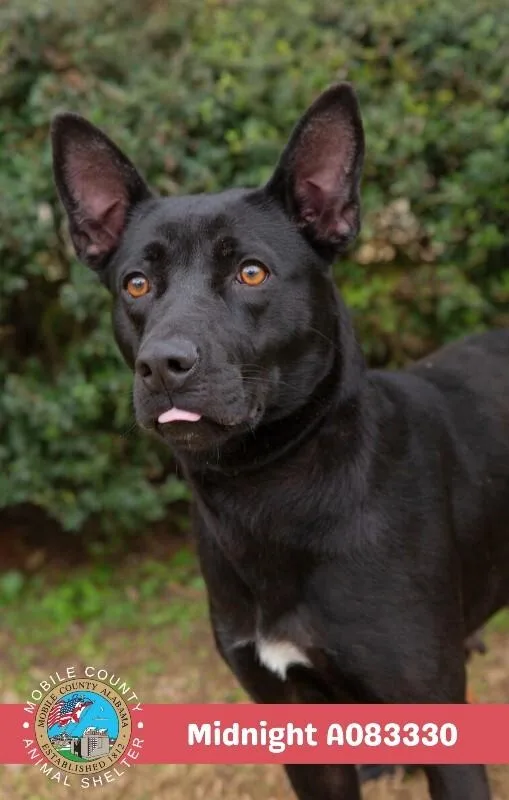 An adult medium-sized female Black Labrador Retriever dog named Midnight for adoption in Mobile, AL