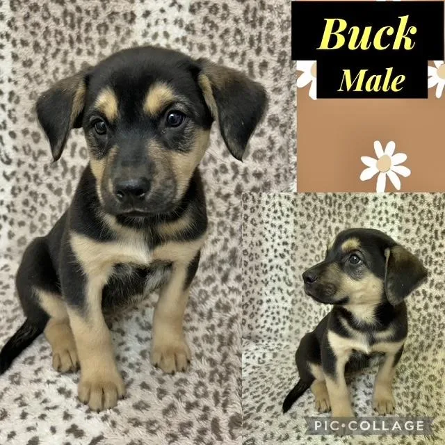 A baby medium-sized male Labrador Retriever dog named Buck for adoption in Manchester, CT