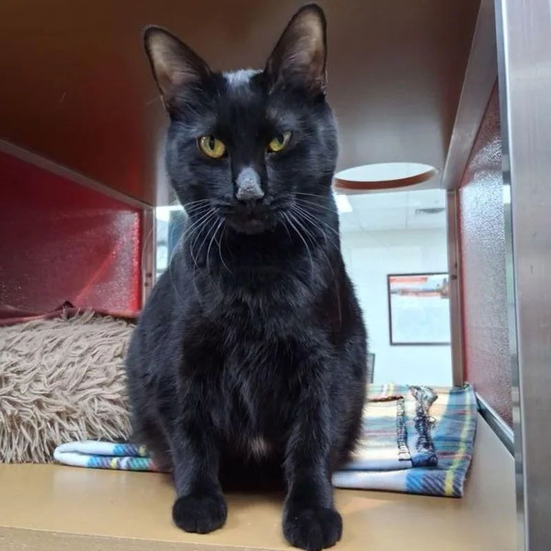 An adult medium-sized male Black Domestic Short Hair cat named Kiki for adoption in Lake Havasu City, AZ
