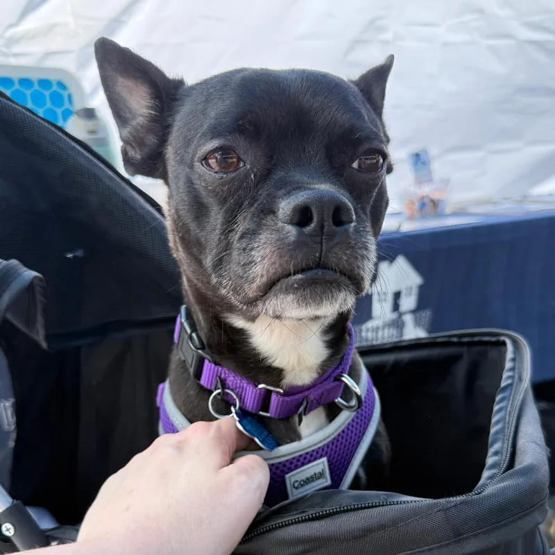Lilo