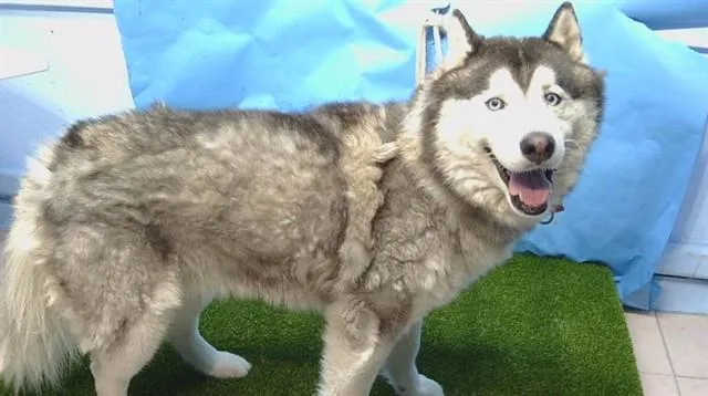 An adult large-sized male Siberian Husky dog named Pollen Puff for adoption in Gardena, CA