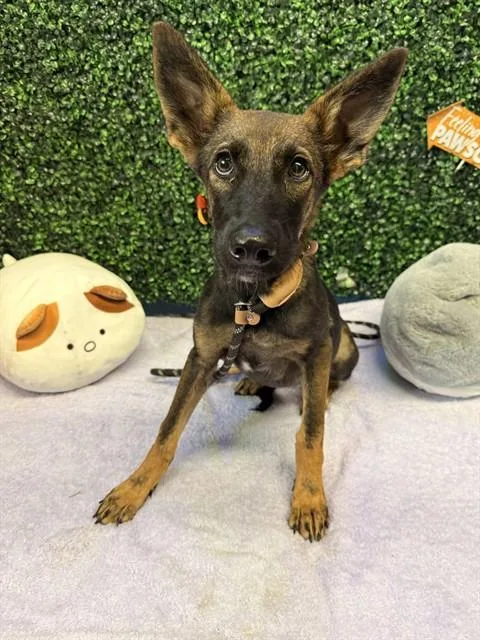 A young medium-sized female German Shepherd Dog dog named Baby Ruthe for adoption in Corpus Christi, TX