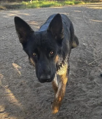 A young large-sized male Shepherd dog named Kaiser for adoption in Bakersfield, CA