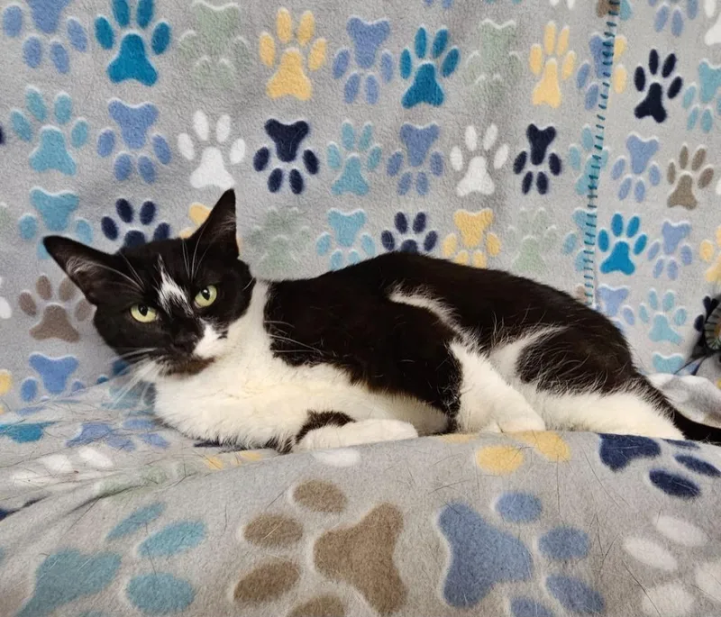 A young medium-sized female Domestic Short Hair cat named Rihanna for adoption in Wabash, IN