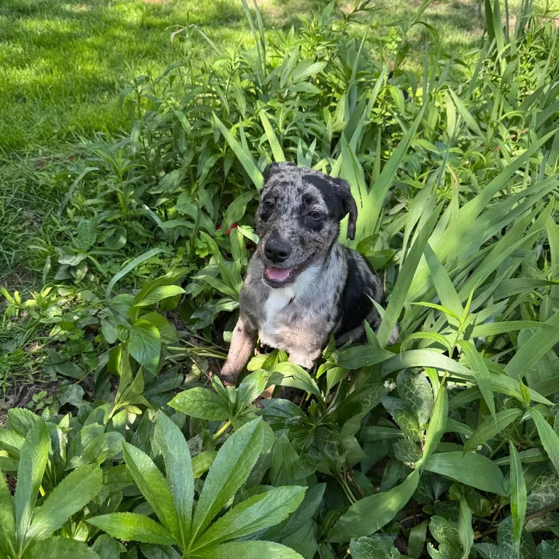 A baby medium-sized male Gray / Blue / Silver Australian Shepherd dog named Eeyore for adoption in Avon, OH