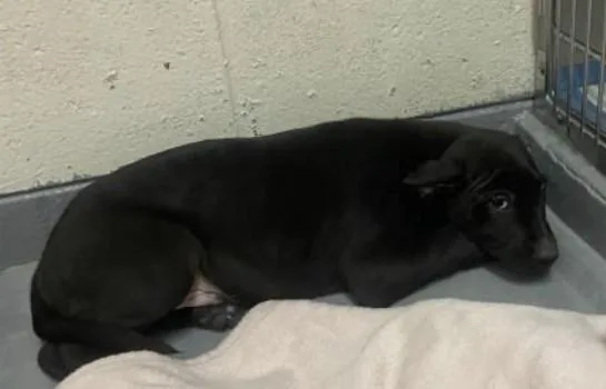 A baby large-sized male Black Pit Bull Terrier dog named Dewie for adoption in Ashland, VA