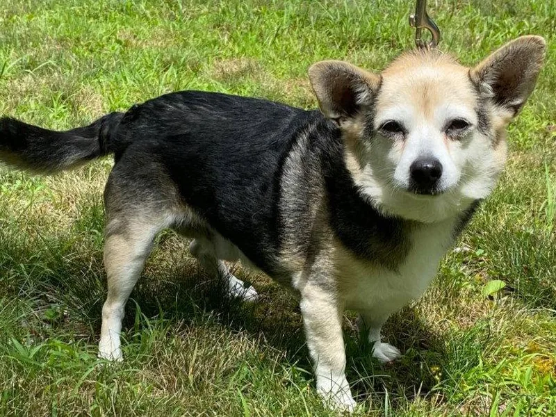 Roo