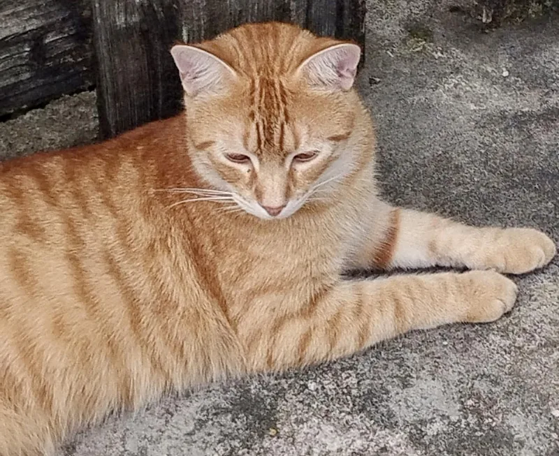 Kiki