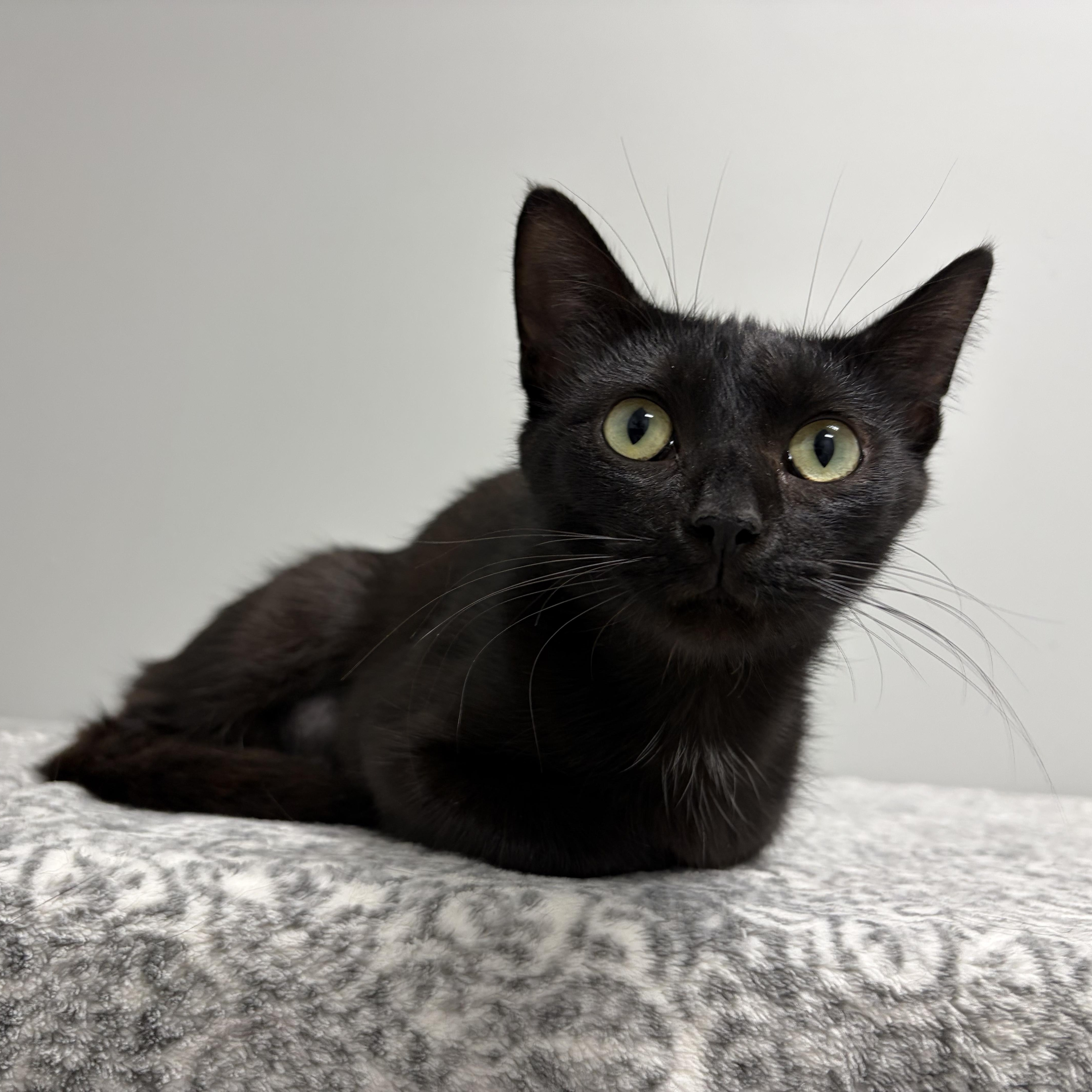 An adult medium-sized female Black Domestic Short Hair cat named Betsy Pet Supplies for adoption in Frankfort, IN