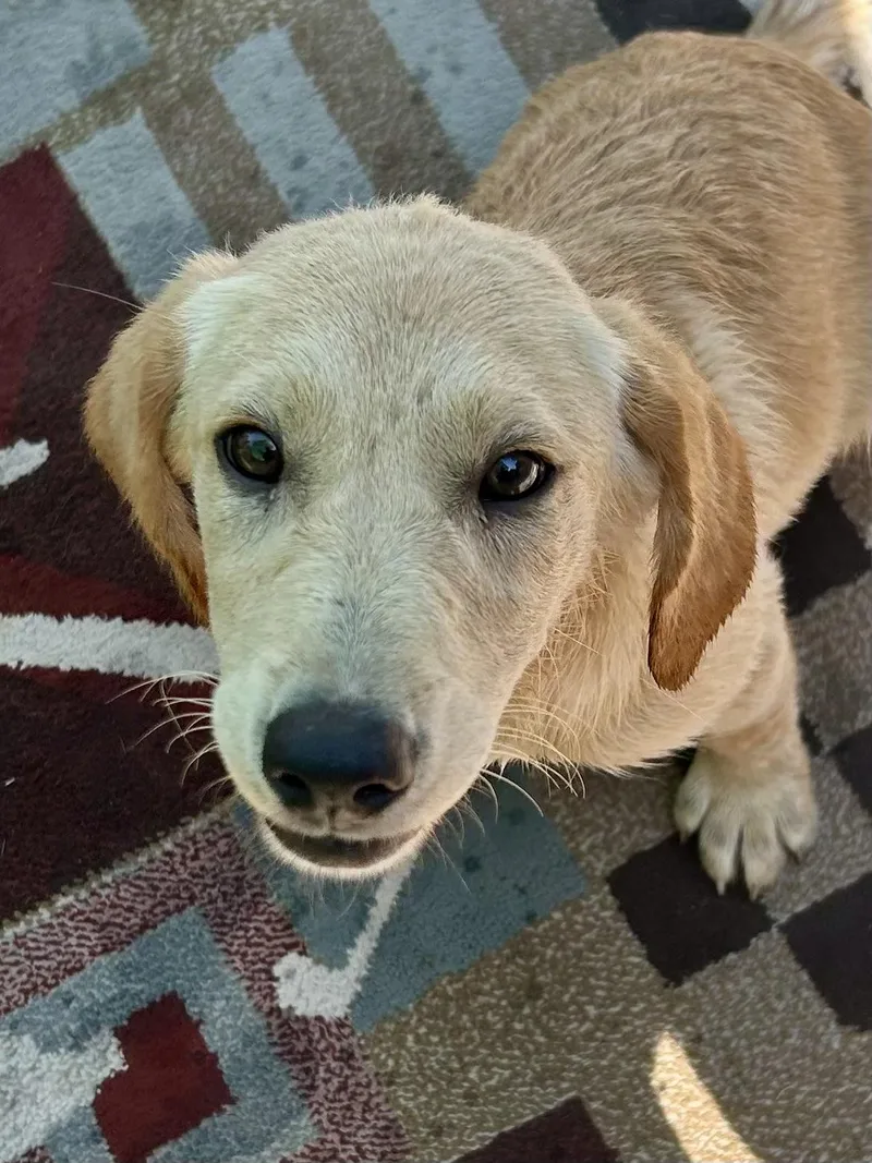 A baby medium-sized male Golden Retriever dog named Leo for adoption in Tunica, MS