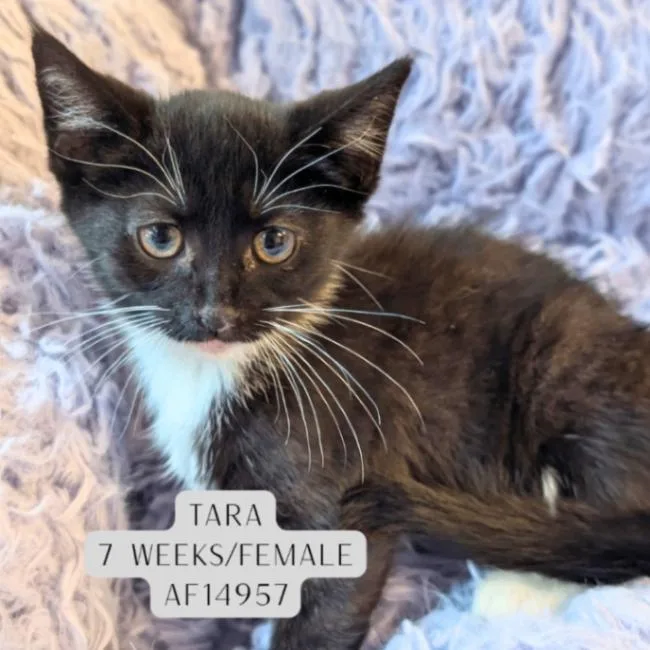 Tara
