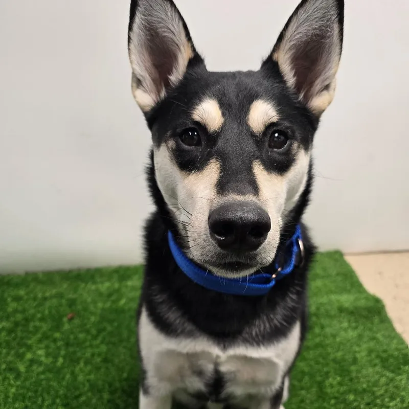 A young medium-sized male Black Husky dog named Scout for adoption in Columbia, MO