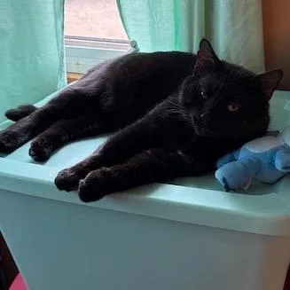 Midnights thumbnail 2