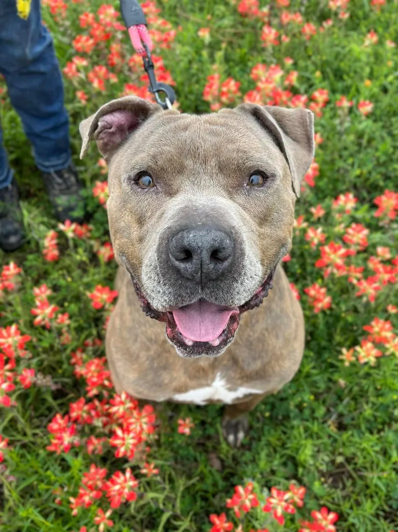 An adult large-sized male Brindle Mixed Breed dog named Rocky for adoption in Blanco, TX
