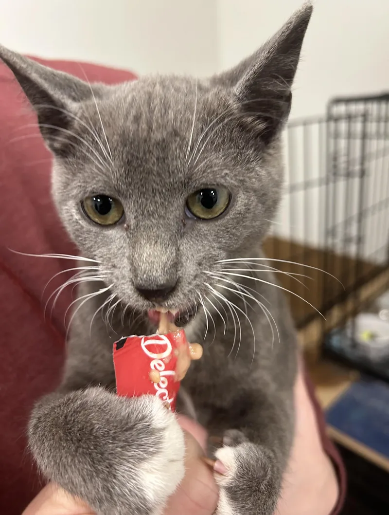 A young medium-sized male Gray & White Domestic Short Hair cat named Nickel for adoption in Columbia, SC