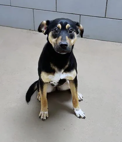 A young medium-sized female Tricolor (Brown, Black, & White) Mixed Breed dog named Hoodie for adoption in Nashville, TN