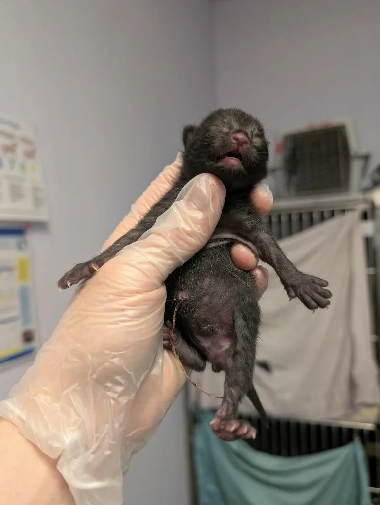 A baby medium-sized male Domestic Short Hair cat named Kissy for adoption in New Braunfels, TX