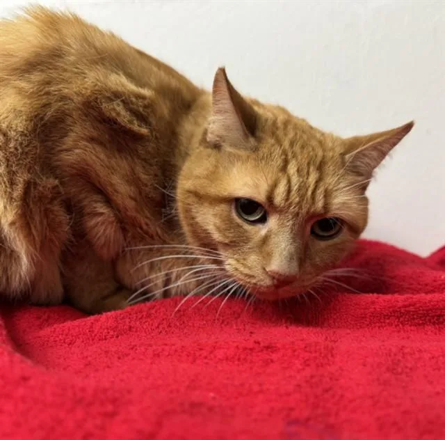 A senior medium-sized male Domestic Short Hair cat named Gordon Ramsey for adoption in Naples, FL