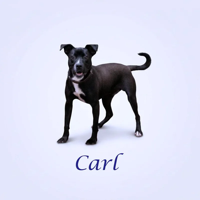 An adult medium-sized male Black Boxer dog named Carl D for adoption in Lebanon, TN