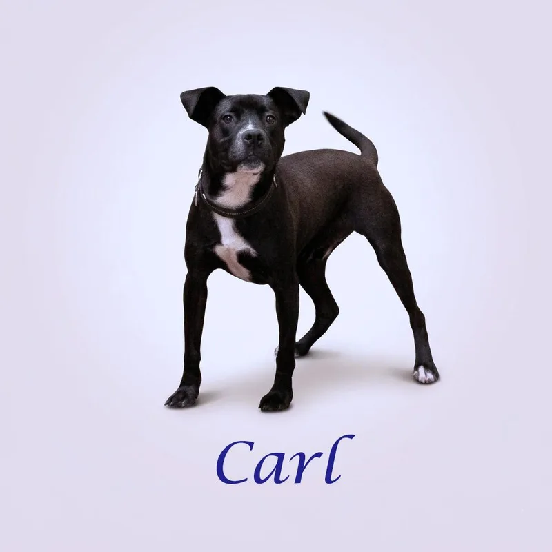 Carl D thumbnail 2