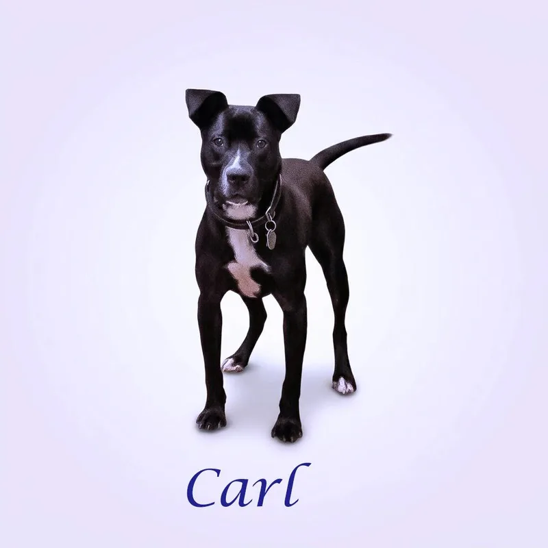 Carl D thumbnail 3