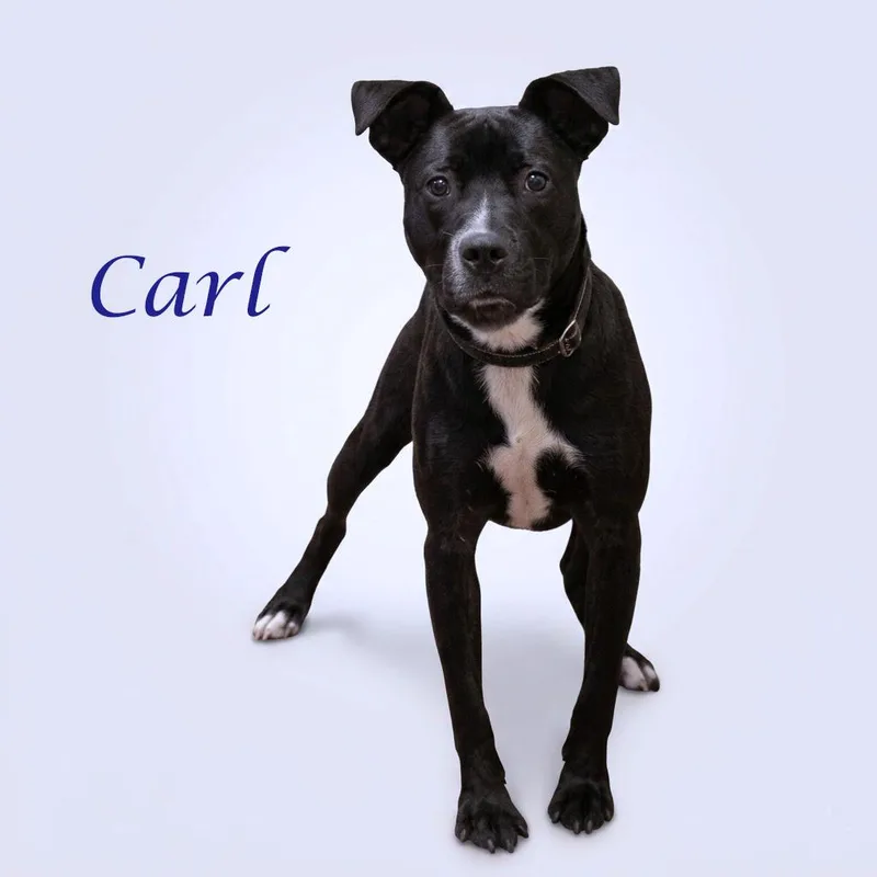Carl D thumbnail 5