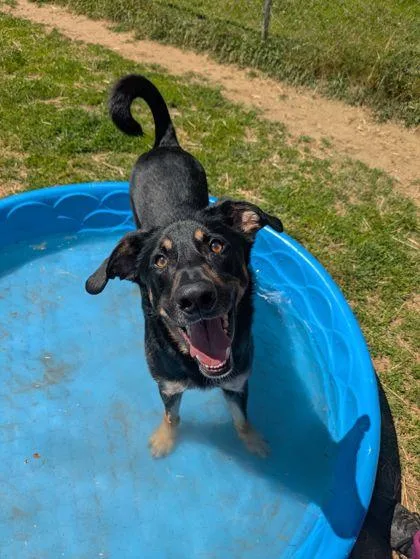 A young medium-sized male Bicolor Mixed Breed dog named Boots for adoption in Mishawaka, IN
