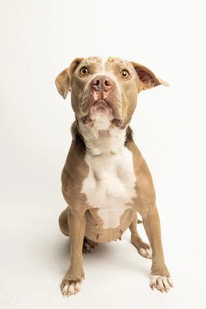 An adult medium-sized female Pit Bull Terrier dog named Biscuit for adoption in Richardson, TX