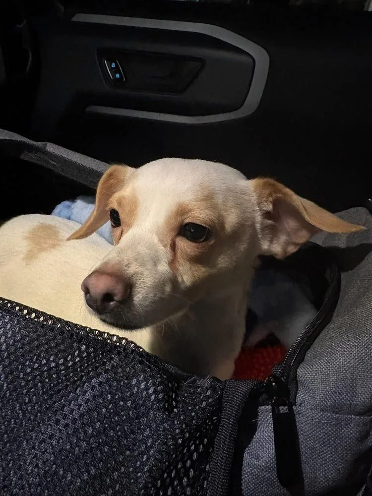 An adult small-sized male Chihuahua dog named Fernando for adoption in Long Island City, NY