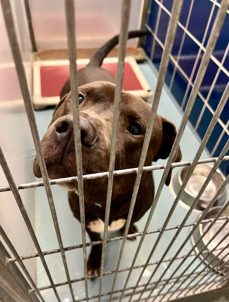 A young large-sized male Black American Staffordshire Terrier dog named Angus for adoption in Cortlandt Manor, NY