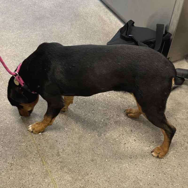 A young medium-sized female Black Mixed Breed dog named Ophelia for adoption in Las Cruces, NM