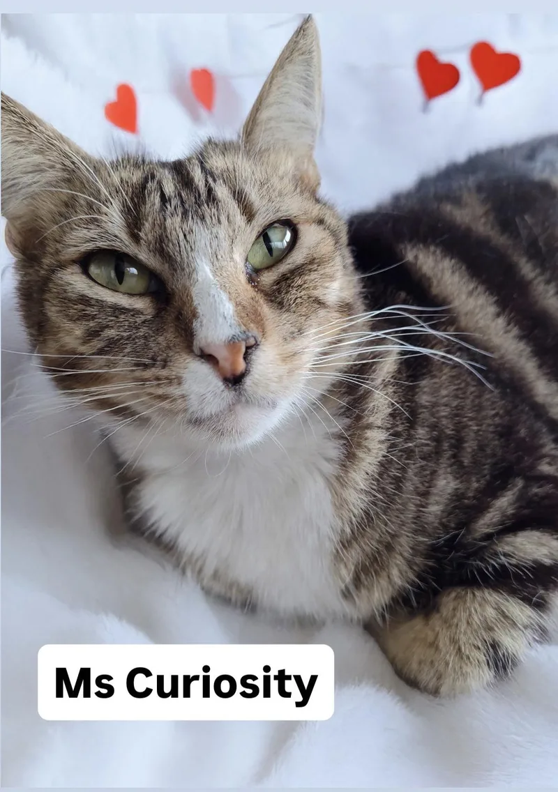 Ms Curiousity At Martinez