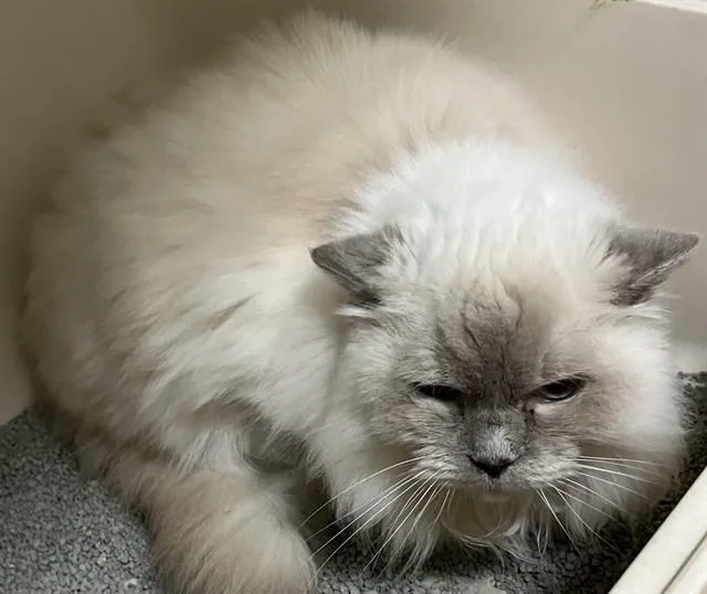 A senior medium-sized female Ragdoll cat named Snowball for adoption in Boston, MA