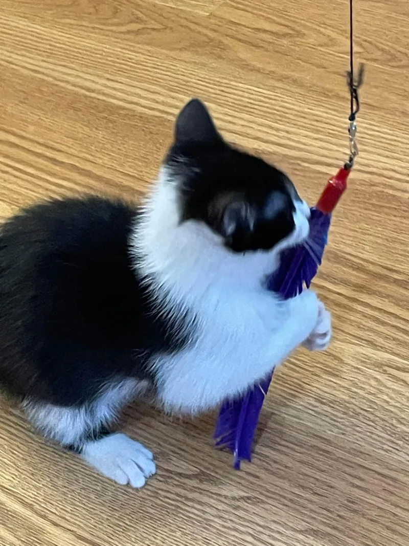 A baby medium-sized female Black & White / Tuxedo Domestic Short Hair cat named Britney for adoption in Concord, NC