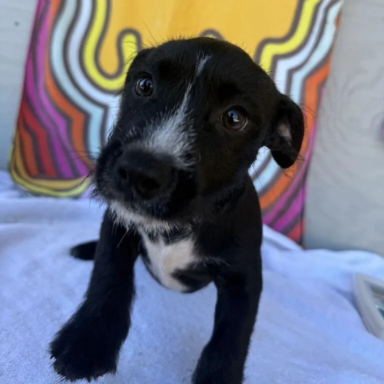 A baby small-sized female Black Labrador Retriever dog named Corn Bread for adoption in Carencro, LA