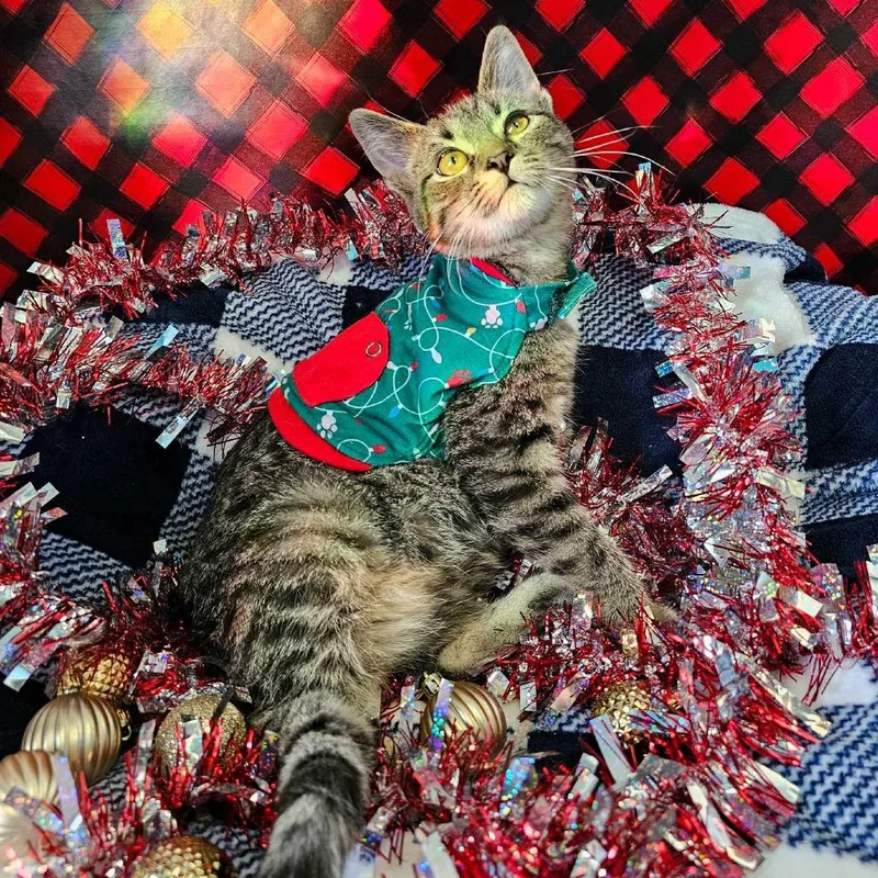 Spaghetti thumbnail 2