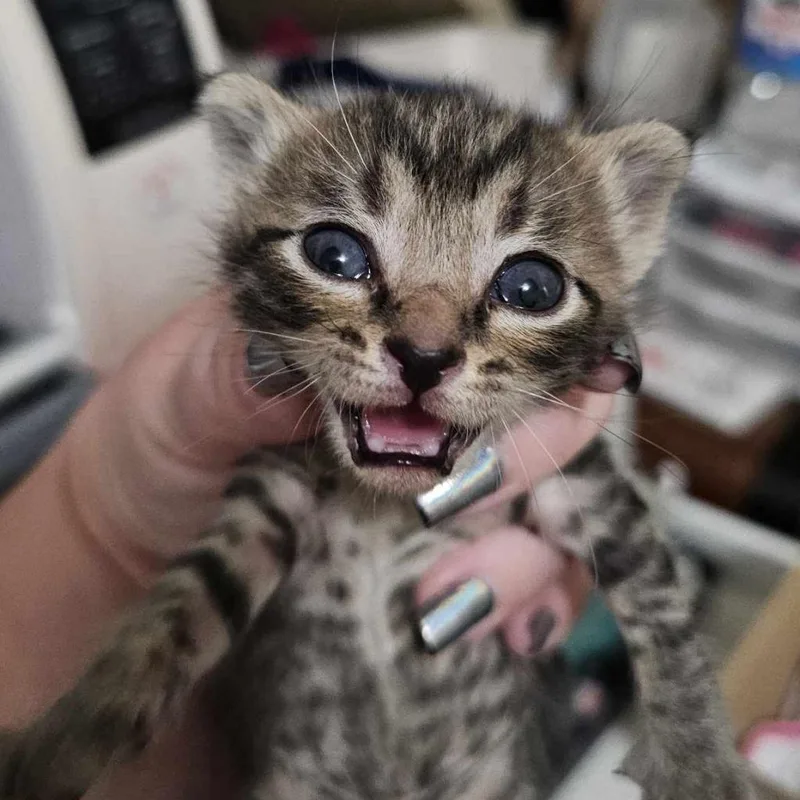 Spaghetti thumbnail 3