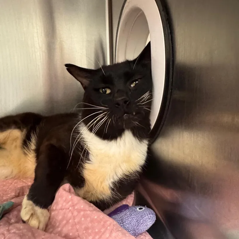 An adult large-sized male Black Domestic Short Hair cat named Davy Jones for adoption in Newark, NJ