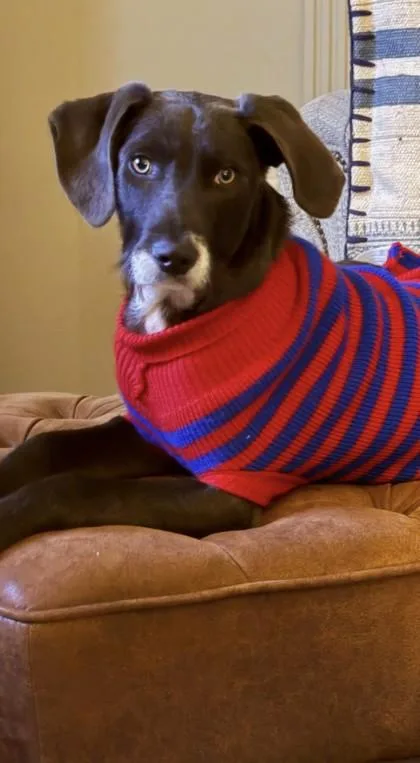 Hollypuddinpants thumbnail 3