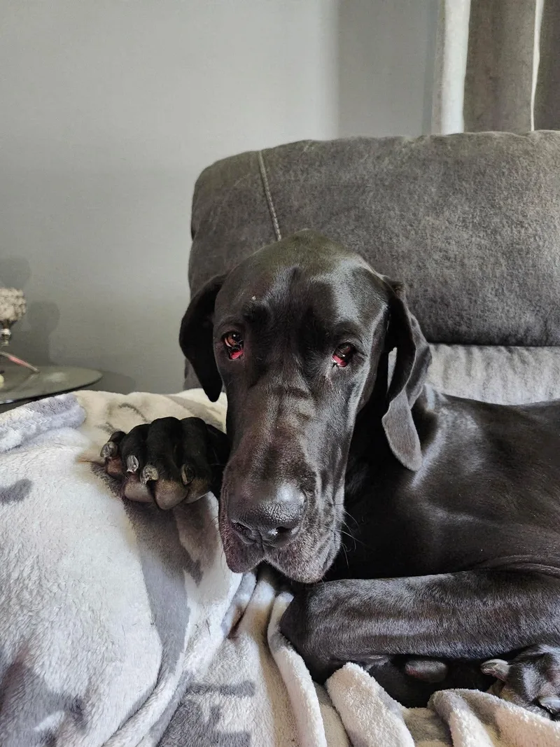 An adult extra large-sized female Great Dane dog named Nyxie for adoption in Buffalo, MN