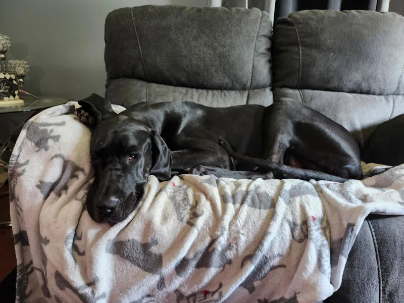Nyxie thumbnail 3