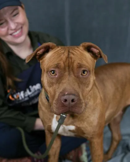 An adult large-sized female Mixed Breed dog named Luminelle for adoption in Chamblee, GA